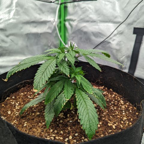 Wedding Cake #2 growlog timeline photo