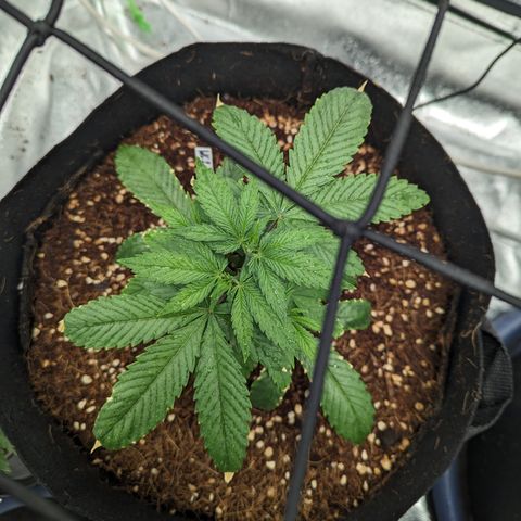 Wedding Cake #2 growlog timeline photo