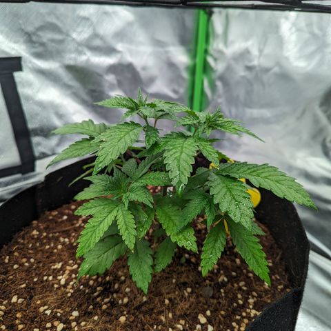 Green Crack #2 growlog timeline photo