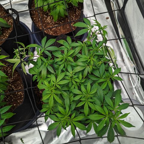 Trainwreck #2 growlog timeline photo