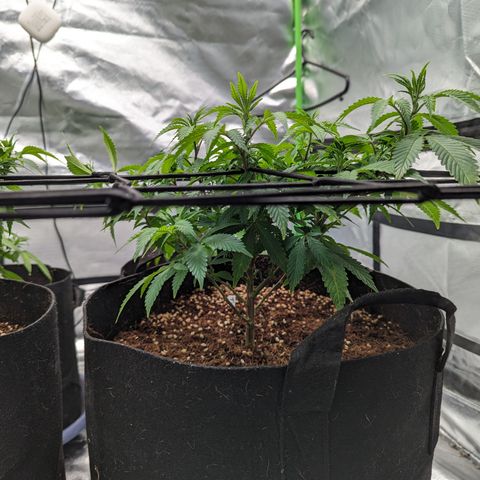 Trainwreck #2 growlog timeline photo