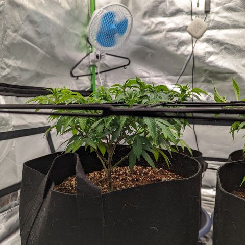 Trainwreck #1 growlog timeline photo