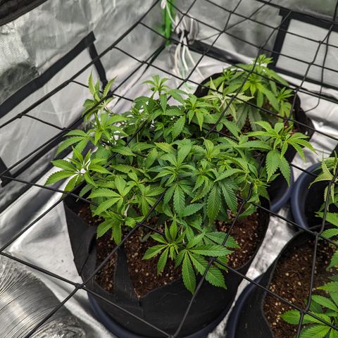 Trainwreck #1 growlog timeline photo