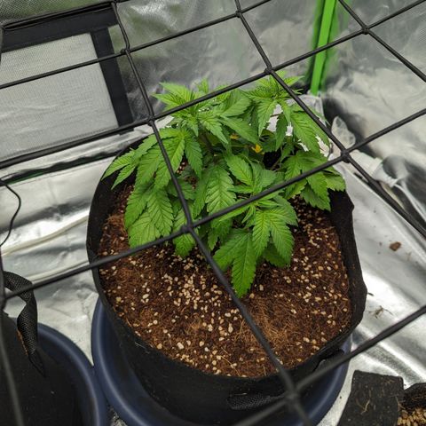 Green Crack #2 growlog timeline photo