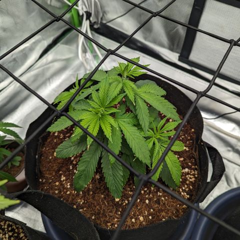 Wedding Cake #2 growlog timeline photo
