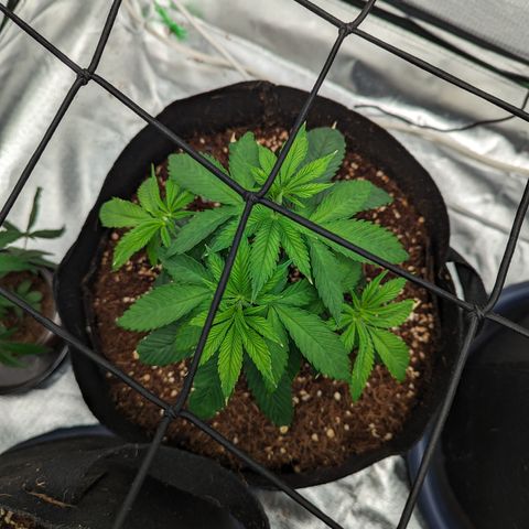 Wedding Cake #2 growlog timeline photo