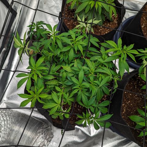 Trainwreck #1 growlog timeline photo