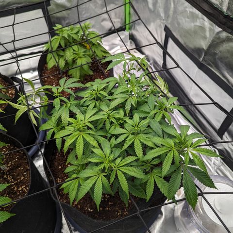 Trainwreck #2 growlog timeline photo