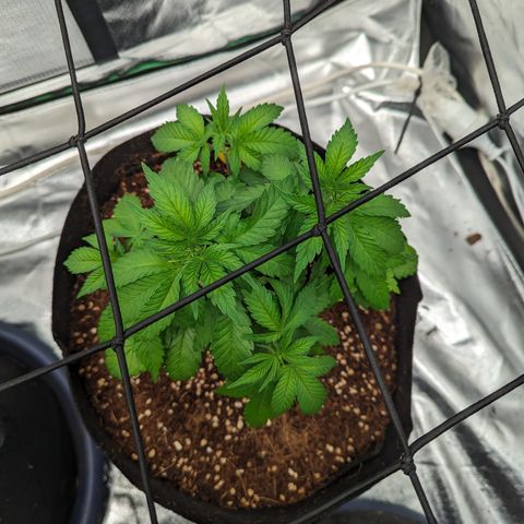 Green Crack #2 growlog timeline photo