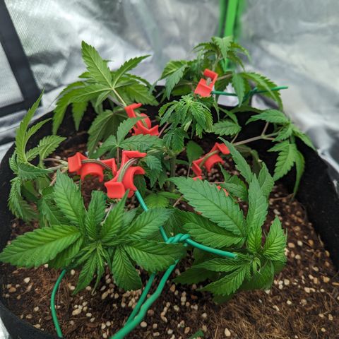 Green Crack #2 growlog timeline photo