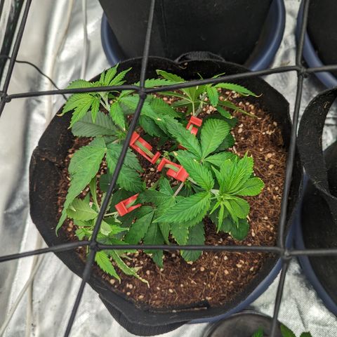 Wedding Cake #2 growlog timeline photo
