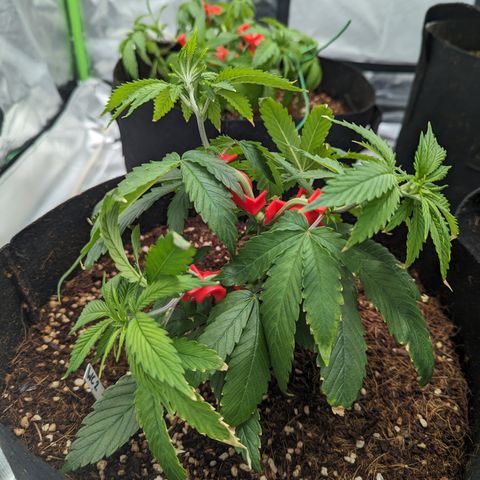 Wedding Cake #2 growlog timeline photo