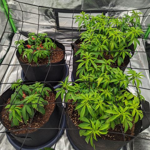 Green Crack #2 growlog timeline photo