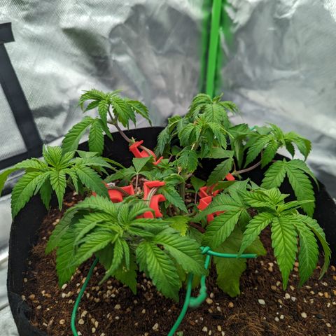 Green Crack #2 growlog timeline photo