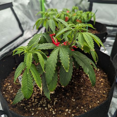 Wedding Cake #2 growlog timeline photo
