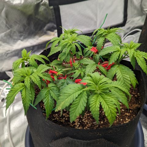 Green Crack #2 growlog timeline photo