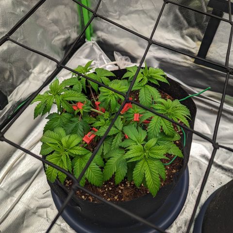 Green Crack #2 growlog timeline photo