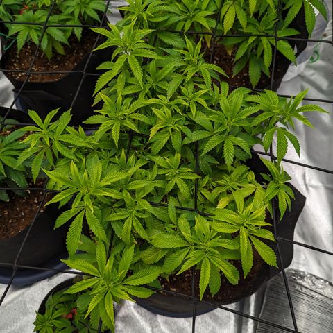 Trainwreck #1 growlog timeline photo
