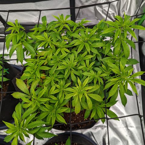 Trainwreck #2 growlog timeline photo