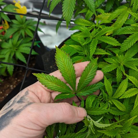 Trainwreck #2 growlog timeline photo
