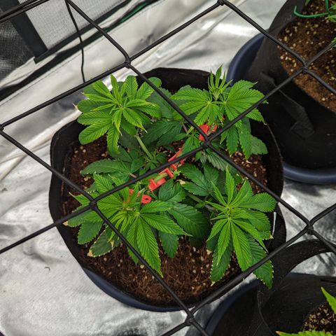 Wedding Cake #2 growlog timeline photo