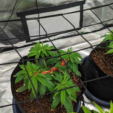 Wedding Cake #2 growlog timeline photo