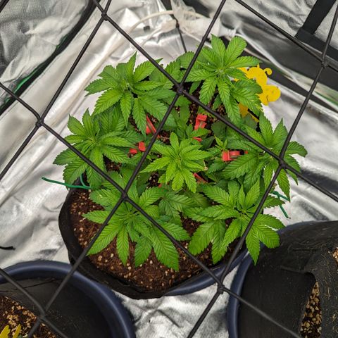 Green Crack #2 growlog timeline photo