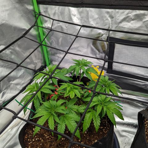 Green Crack #2 growlog timeline photo