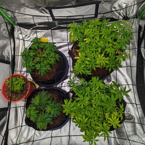 Green Crack #2 growlog timeline photo
