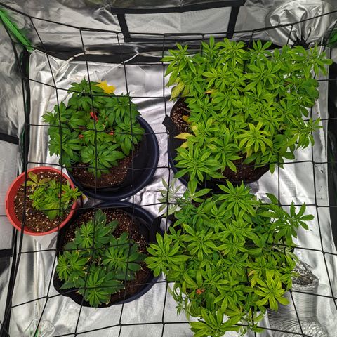 Green Crack #2 growlog timeline photo