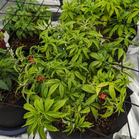 Trainwreck #1 growlog timeline photo