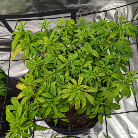 Trainwreck #2 growlog timeline photo