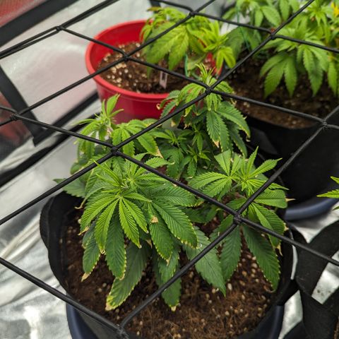 Wedding Cake #2 growlog timeline photo