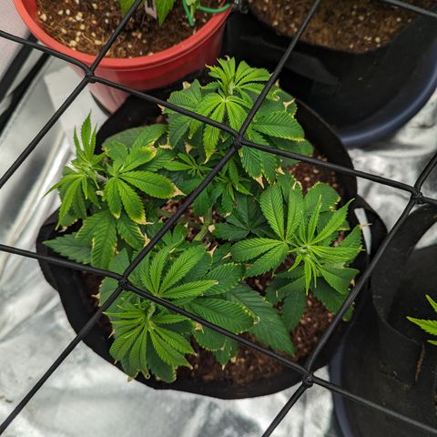 Wedding Cake #2 growlog timeline photo
