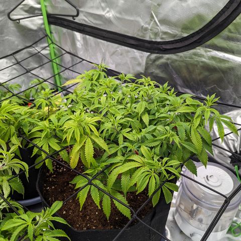 Trainwreck #2 growlog timeline photo