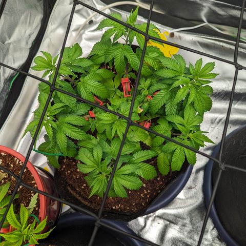 Green Crack #2 growlog timeline photo