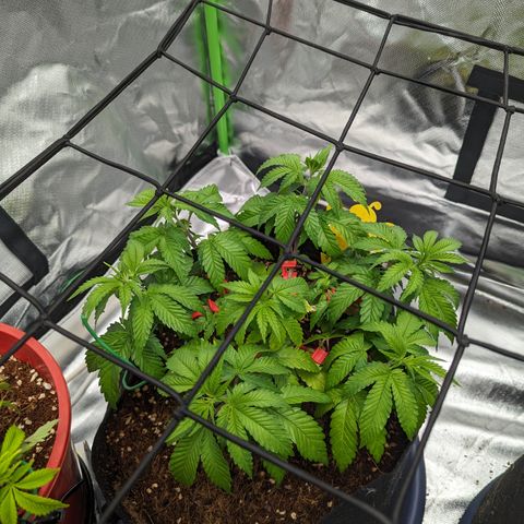Green Crack #2 growlog timeline photo