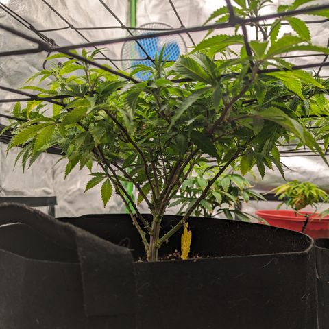 Trainwreck #1 growlog timeline photo