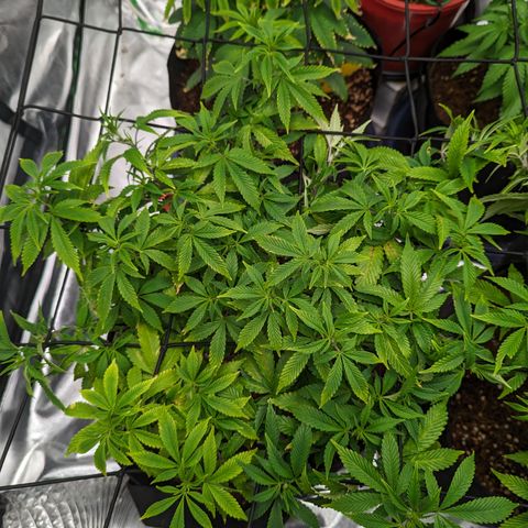Trainwreck #1 growlog timeline photo