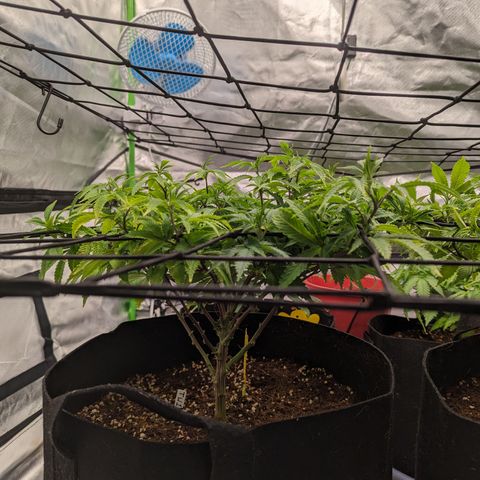 Trainwreck #1 growlog timeline photo