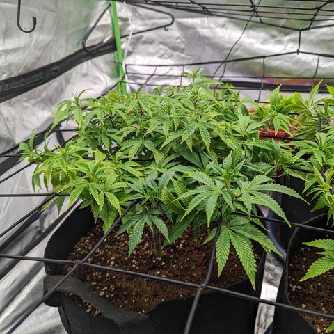 Trainwreck #1 growlog timeline photo