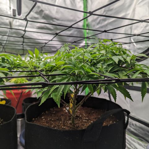 Trainwreck #2 growlog timeline photo