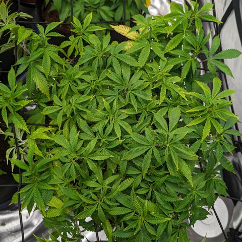 Trainwreck #2 growlog timeline photo