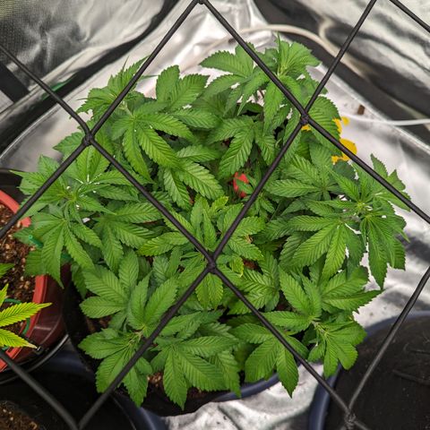 Green Crack #2 growlog timeline photo