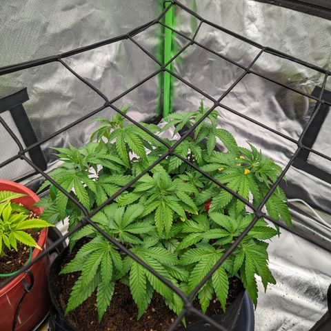 Green Crack #2 growlog timeline photo