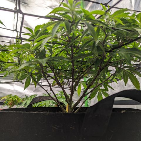 Trainwreck #2 growlog timeline photo