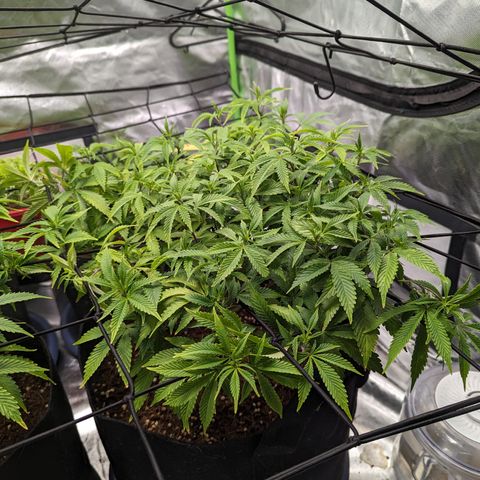 Trainwreck #2 growlog timeline photo