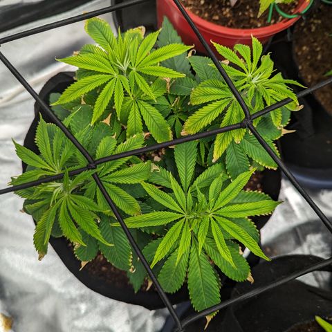 Wedding Cake #2 growlog timeline photo