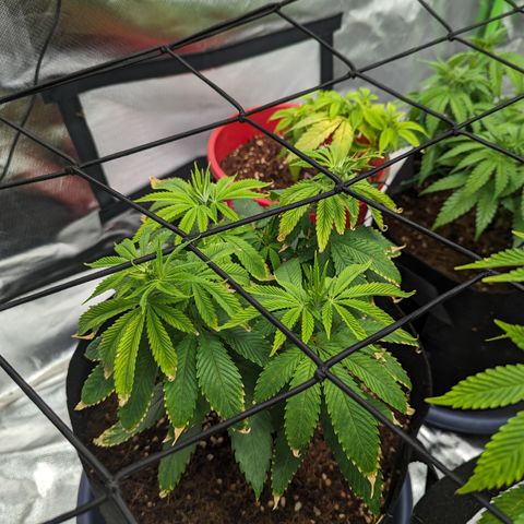 Wedding Cake #2 growlog timeline photo