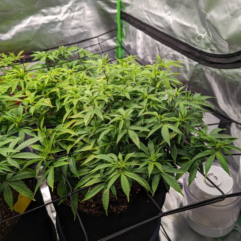 Trainwreck #2 growlog timeline photo